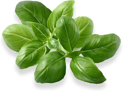 Starter Plant Live Basil EGS