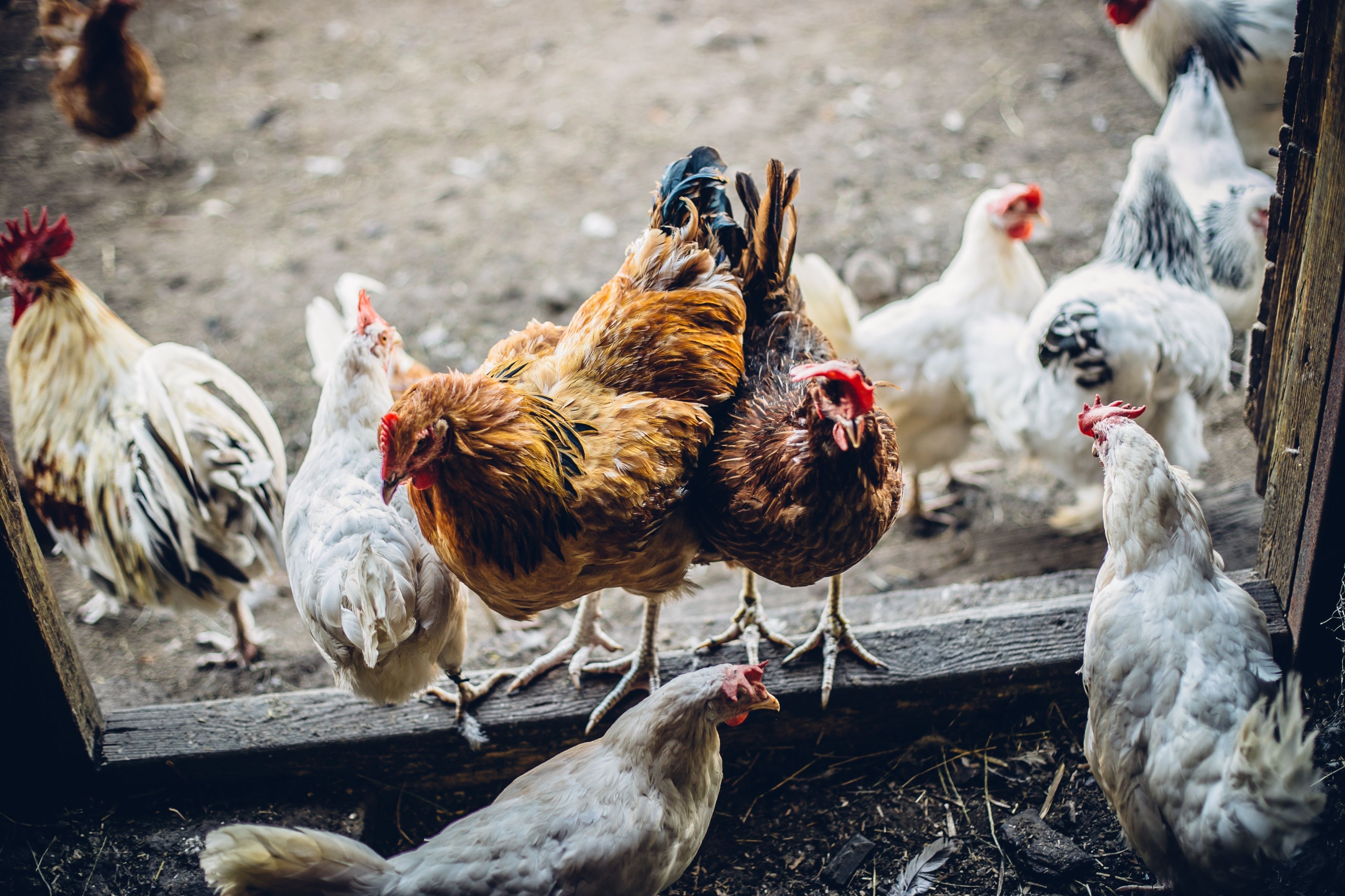 chickens