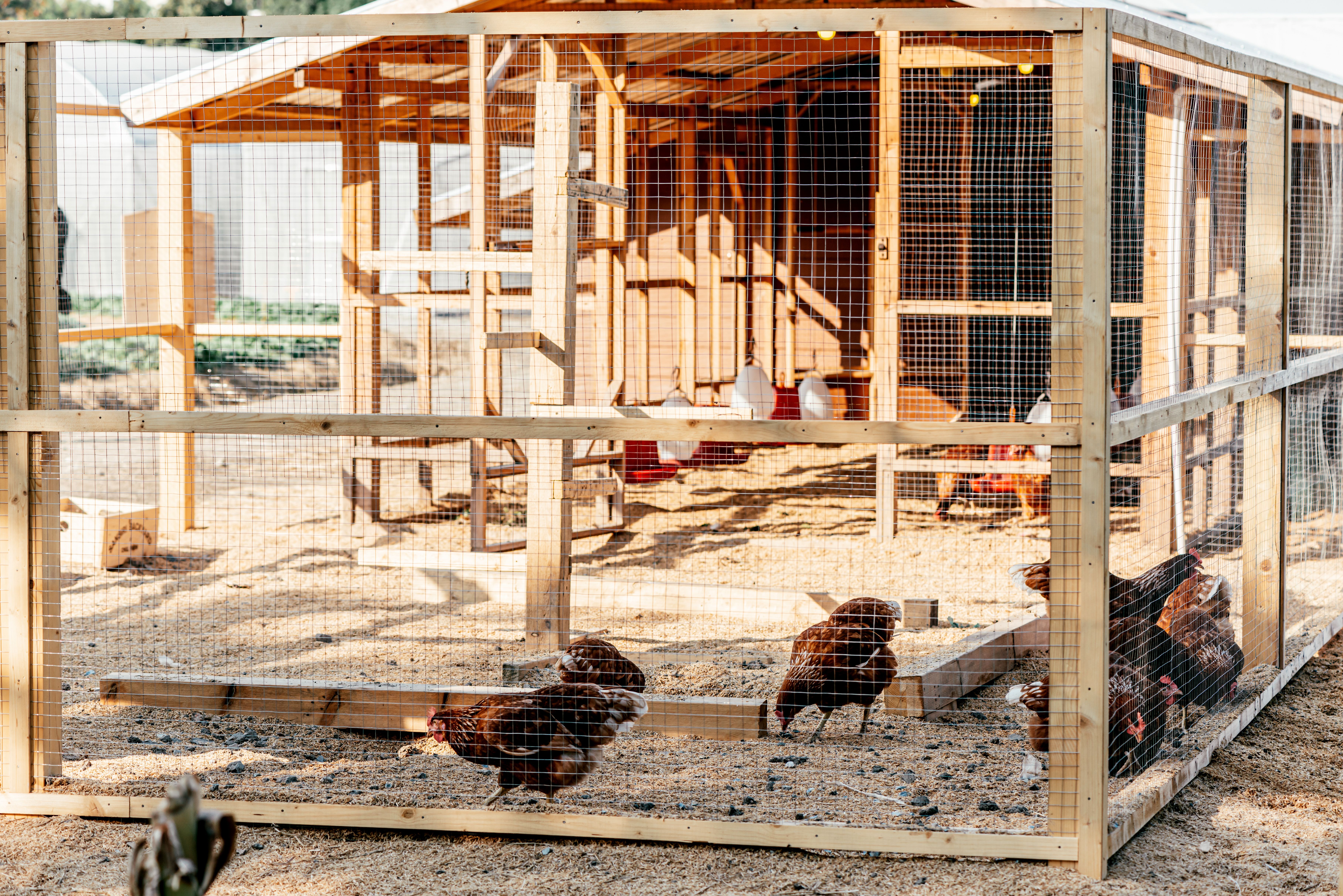 chicken coup
