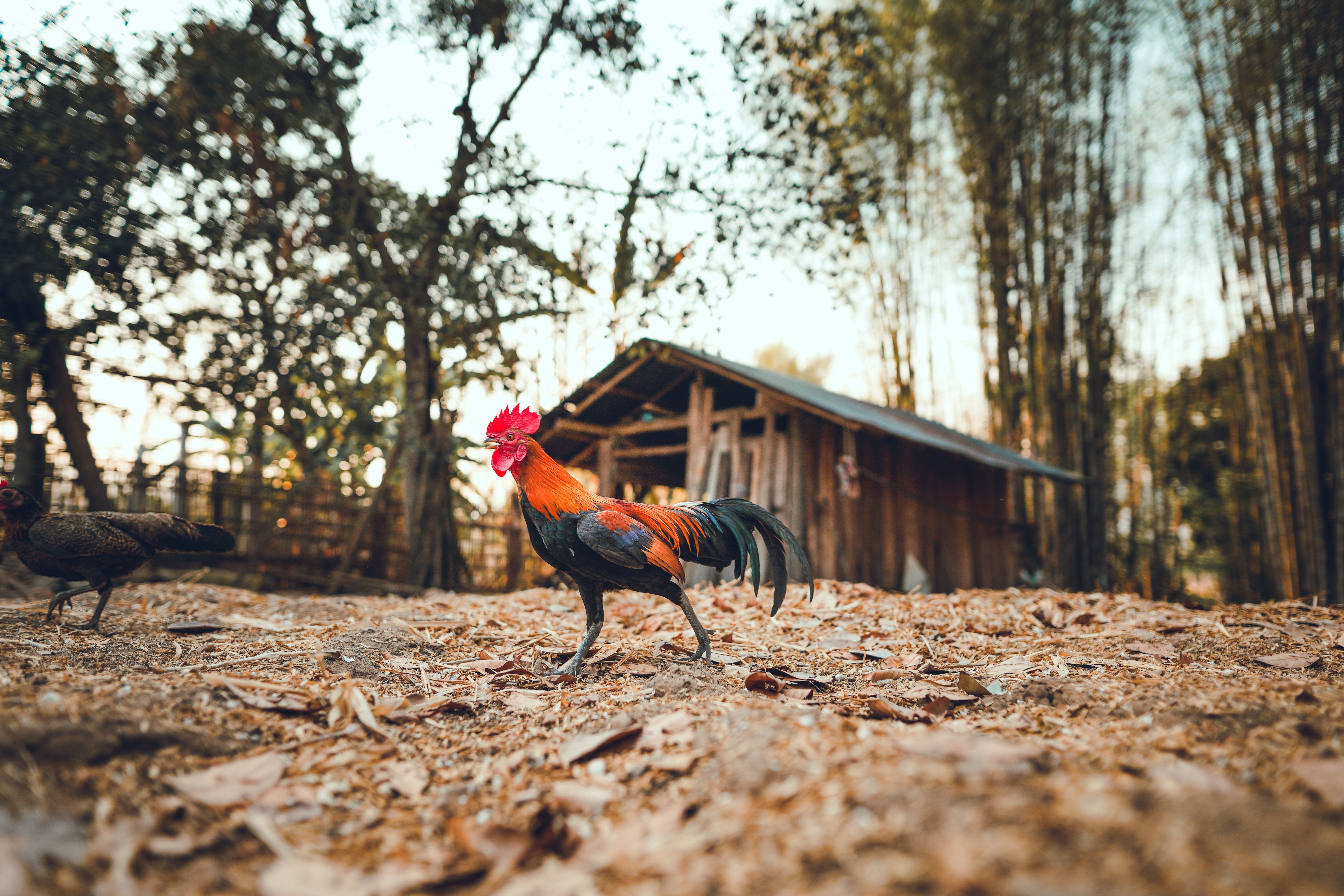 colorful rooster