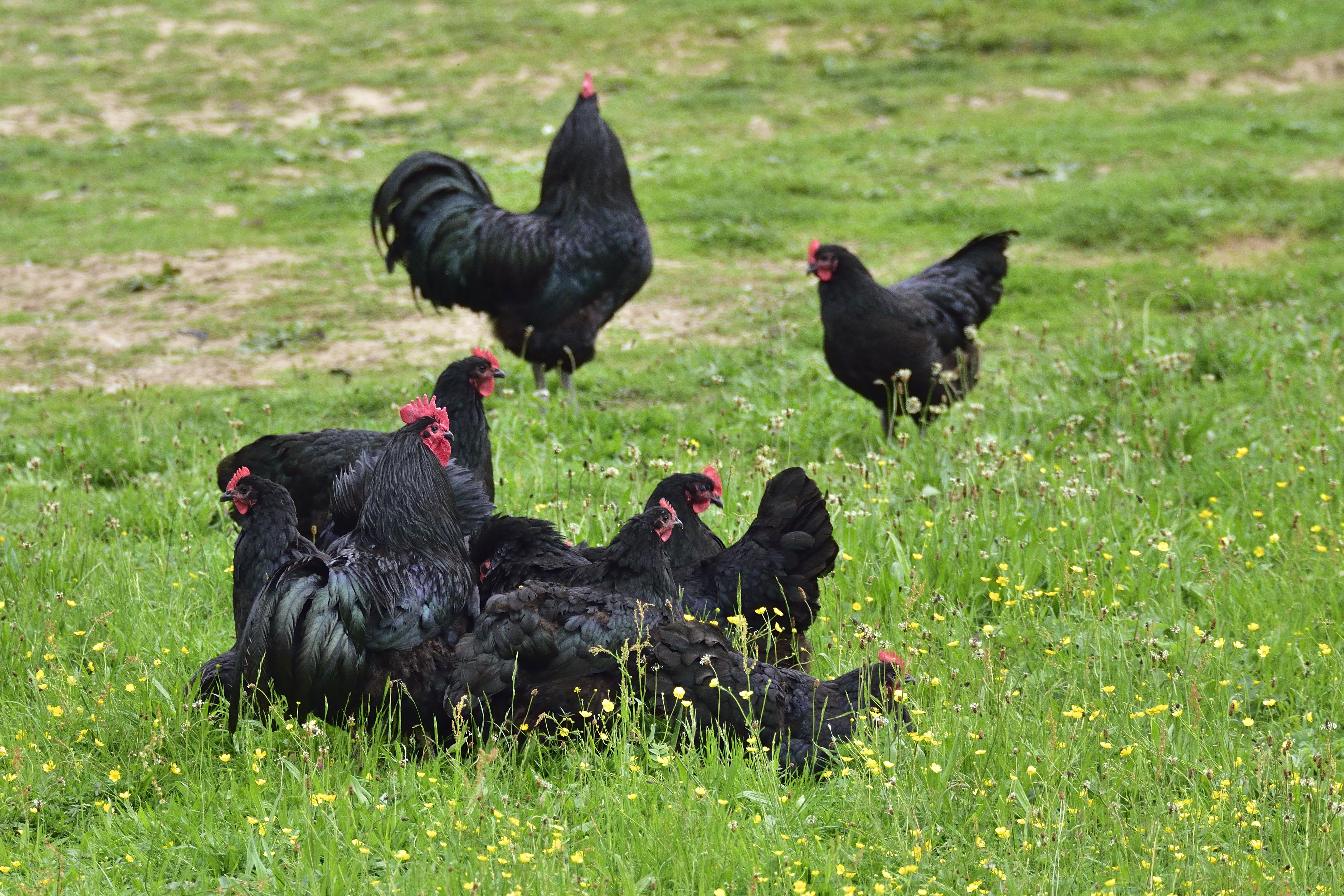 black chickens