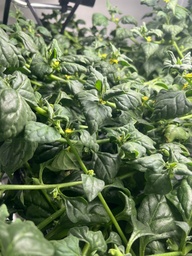 Harvested Plant, Spinach (New Zealand)