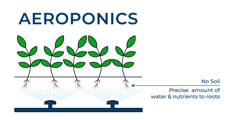 Plants with green leaves being irrigated with aeroponics system.