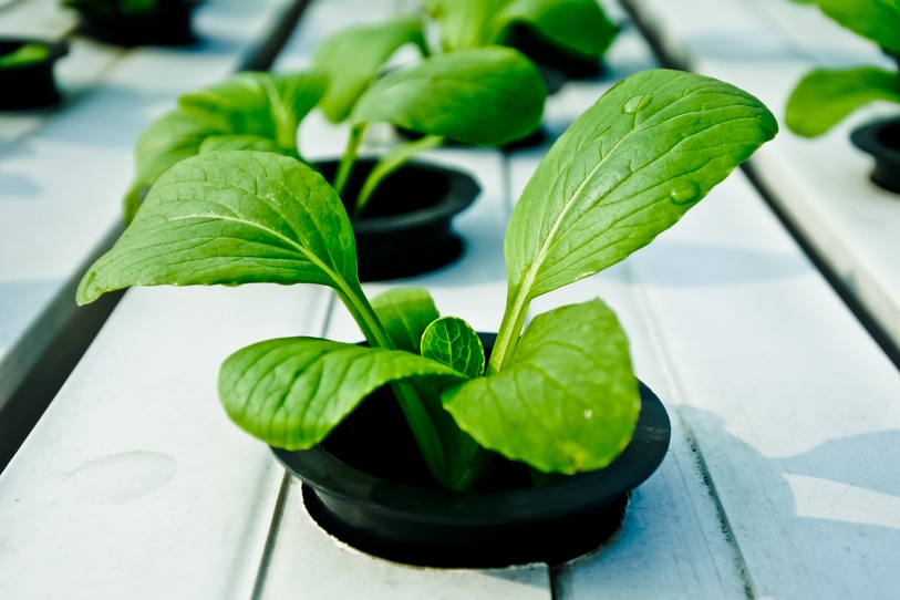 Young plant with healthy leaves grown in grow tower aeroponics system.