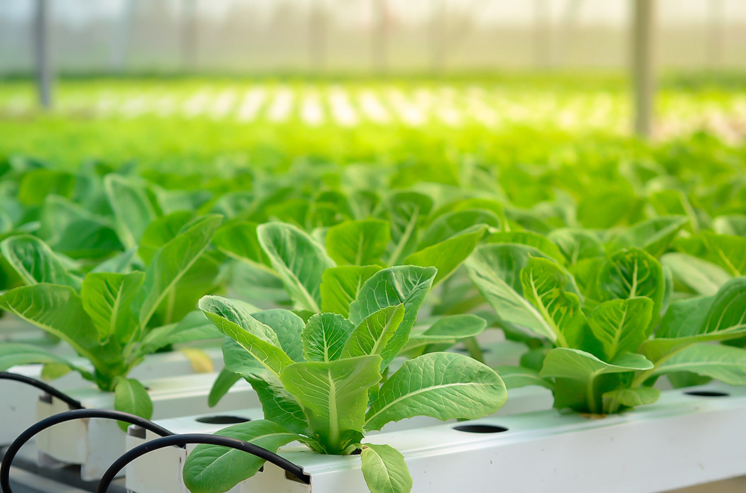 Aeroponics vs Hydroponics - What's The Difference?