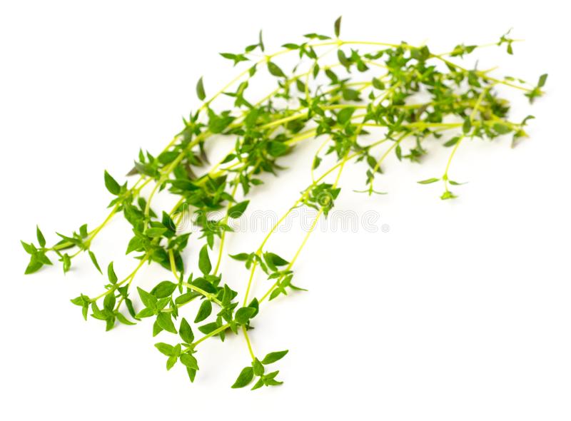 Starter Plant, Live - Thyme