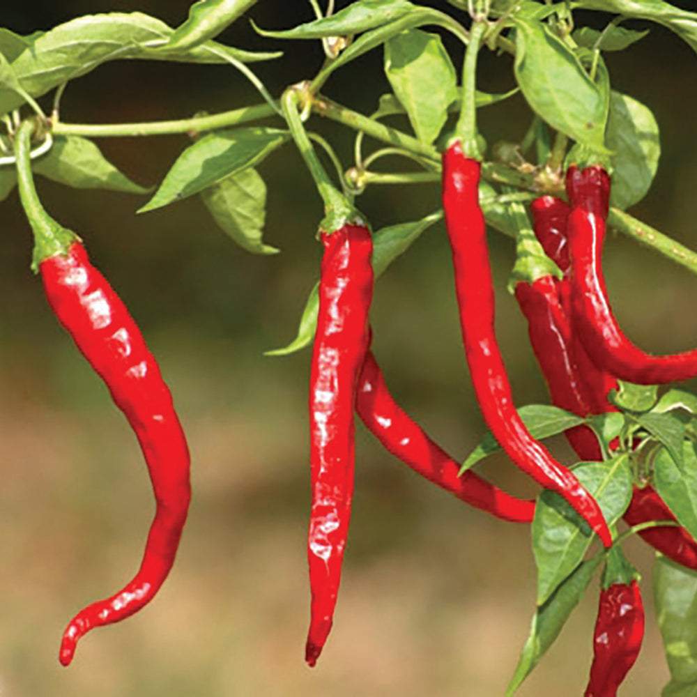 Starter Plant, Live - Cayenne Pepper