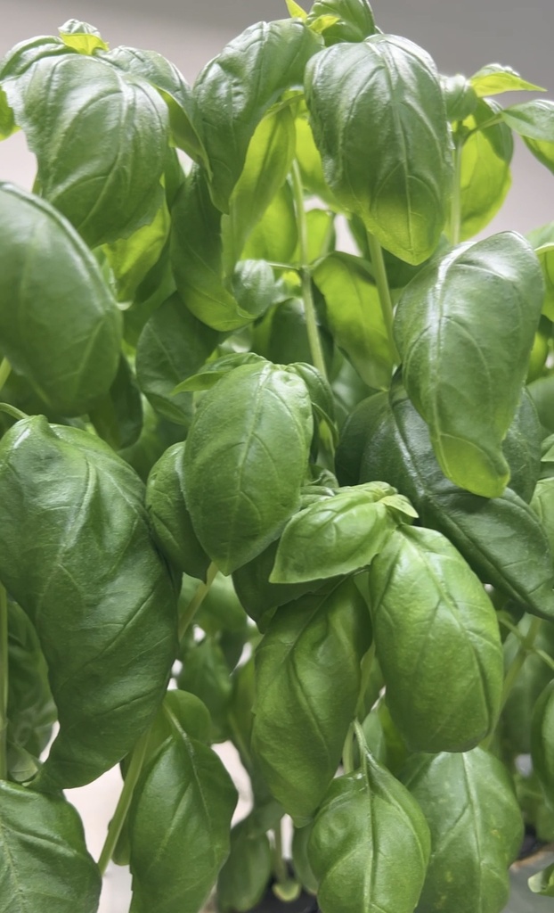 Harvested Plant, Basil