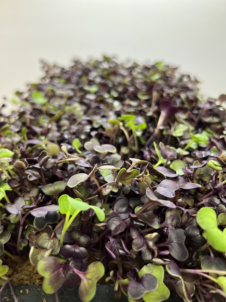 Harvested Plant, Microgreen, Radish