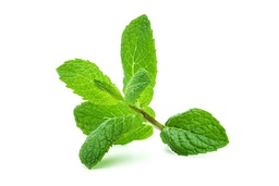 Starter Plant, Live - Mint