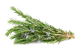 Starter Plant, Live - Rosemary