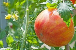 Starter Plant, Live - Tomato (Big Rainbow)