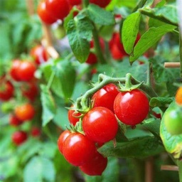 Starter Plant, Live - Tomato (Red Cherry)