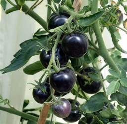 Starter Plant, Live - Tomato (Black Cherry)
