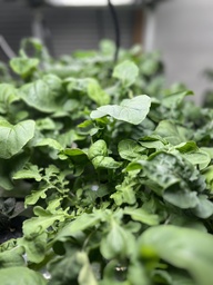 Harvested Plant, Arugula