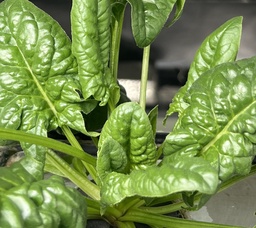 Harvested Plant, Spinach (Blossom)