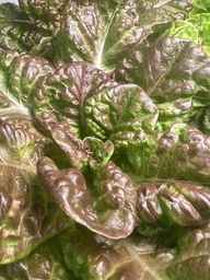 Harvested Plant, Lettuce (4 Seasons)