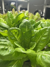 Harvested Plant, Lettuce (Tom Thumb)