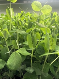 Harvested Plant, Microgreen, Peas
