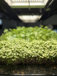 Harvested Plant, Microgreens, Broccoli